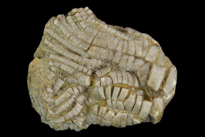 Fossil Crinoid (Zeacrinites) - Alabama #122388